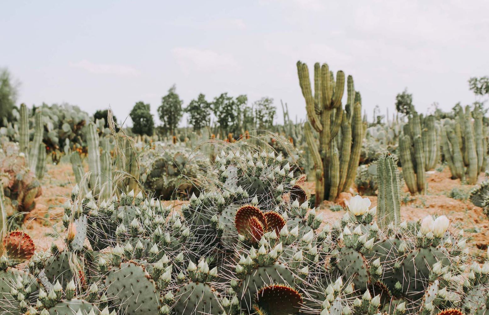 Cactus Thiemann 4 Cactus Thiemann