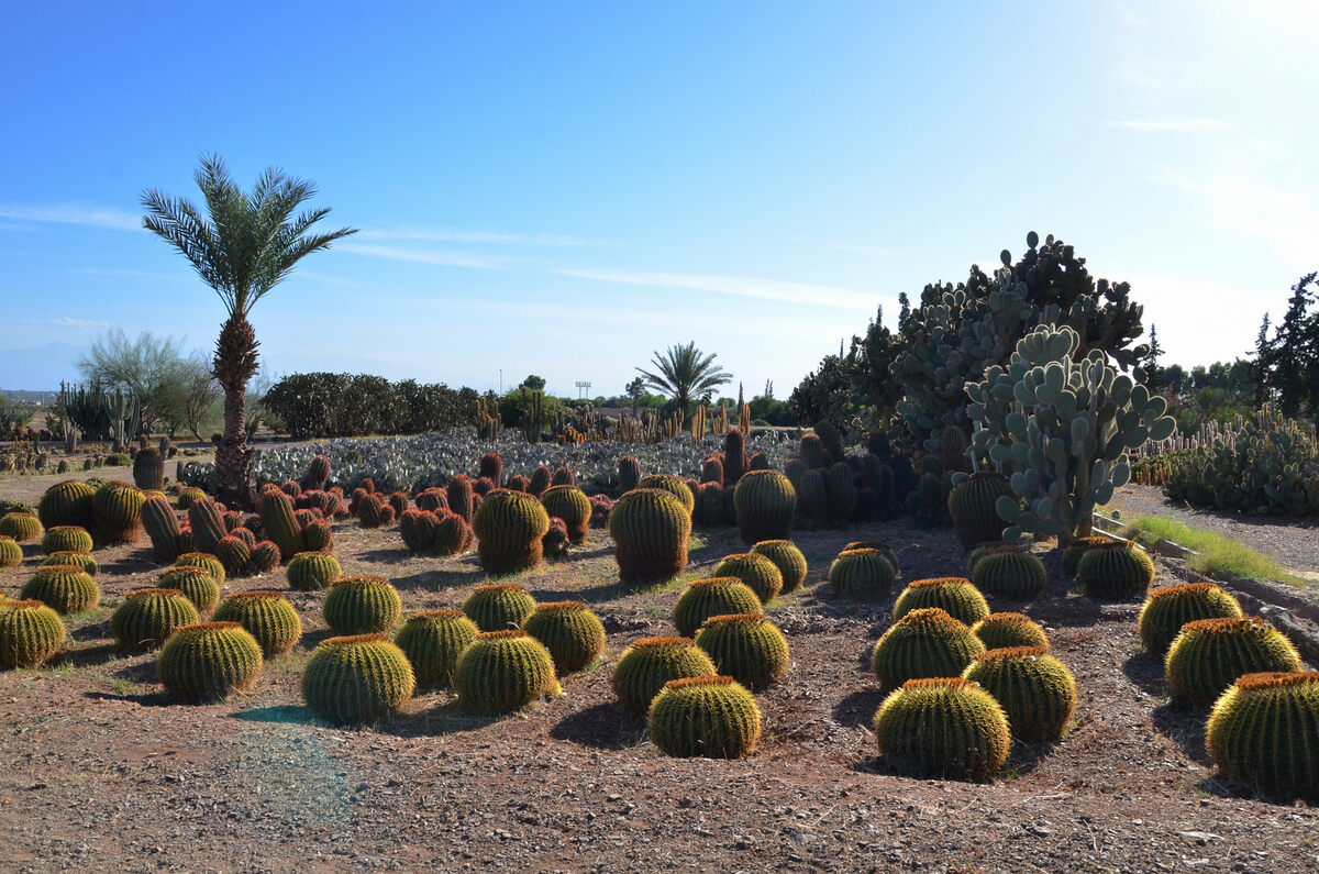 Cactus Thiemann 6